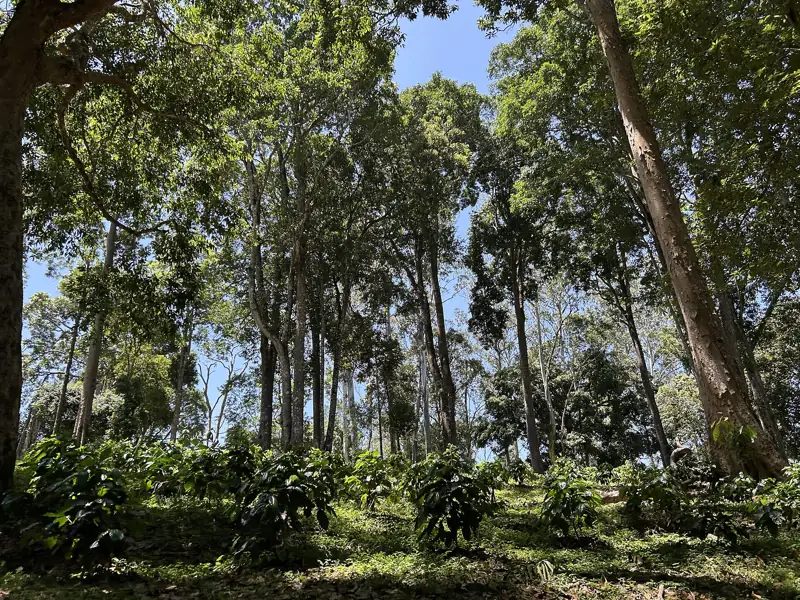 Café cultivado a la sombra de árboles altos