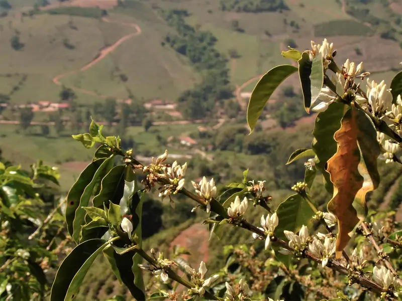Ramas de café en flor con un valle verde de fondo