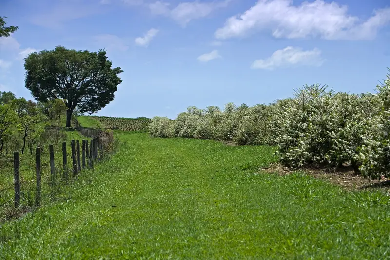 Hilera de cafetos en flor junto a un camino de pasto verde
