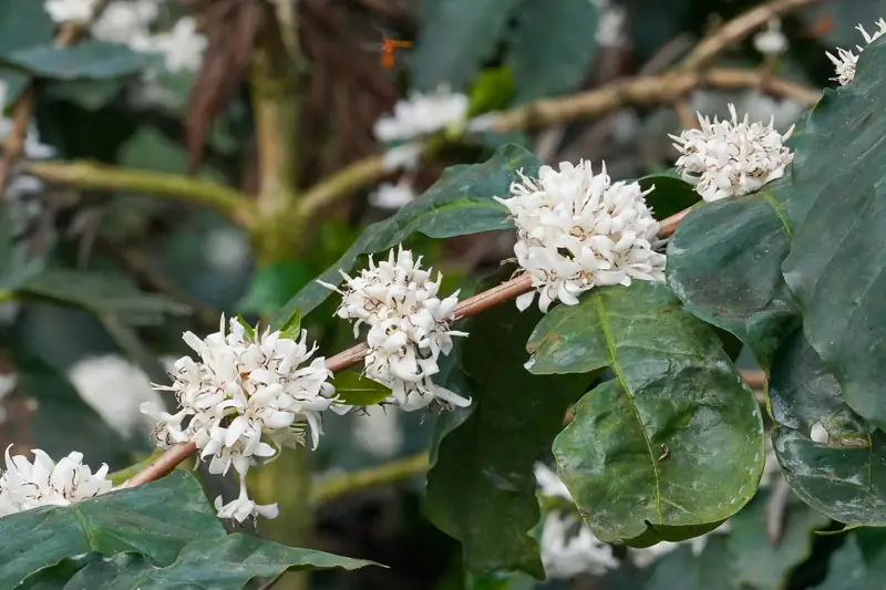 Racimos de flores blancas de café entre hojas verdes