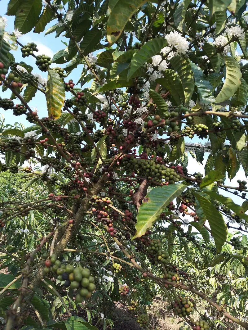 Ramas de cafeto cargadas de cerezas maduras