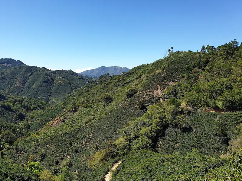 Ladera de montaña cubierta de plantas de café bajo un cielo despejado